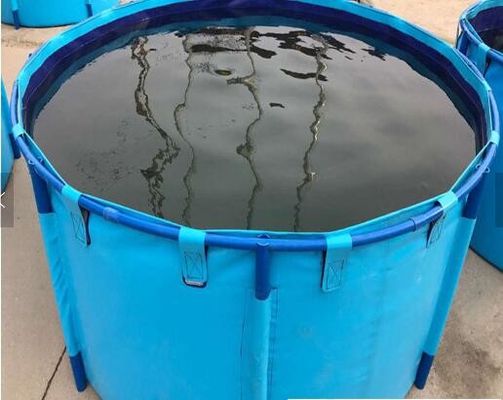 El tanque de almacenamiento del agua del acuario de la piscicultura, cilindro azul sobre el acuario plegable del estanque de peces de tierra