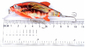3 colores que 4.3CM/4.4g 6#Hooks 3D observa la pintura plástica hostigan el señuelo de los 0.30m-0.6M Floating Crank Fishing