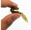 Señuelos suaves del camarón de la gamba de bambú del silicón que pescan 7.2CM/1.8g 10PCS/Bag