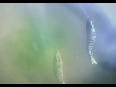 Señuelo de pesca sumergible de plástico BGO con ojos 3D, ocho articulaciones múltiples