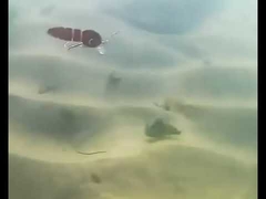 Señuelos para gusanos de sangre capa de natación completa minnow multi articulado señuelo de pesca