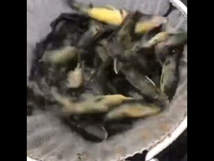 Estanque de lona de PVC para peces con tanque de piscicultura de chapa galvanizada